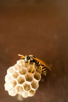 Wasps in the nest Stock Photos