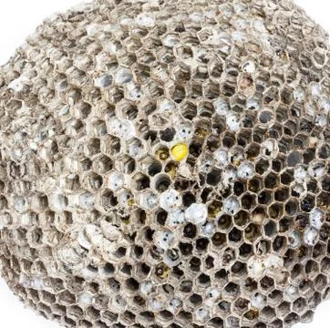 Wasp's nest Stock Photos