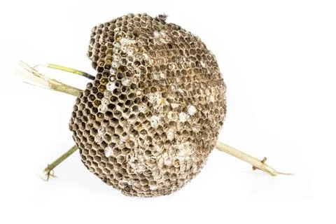 Wasp's nest Stock Photos