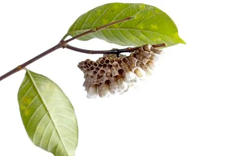 Wasp's nest Stock Photos