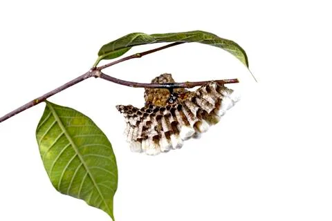 Wasp's nest Stock Photos