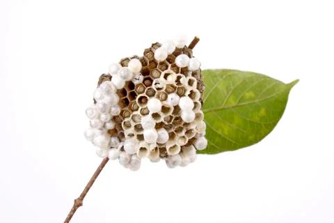 Wasp's nest Stock Photos