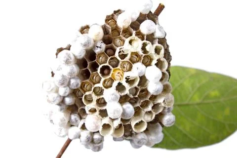 Wasp's nest Stock Photos