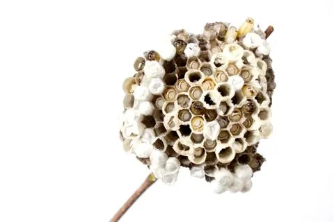 Wasp's nest Stock Photos