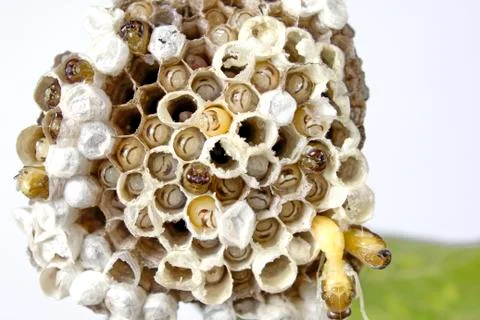 Wasp's nest Stock Photos