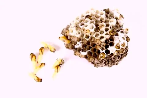 Wasp's nest Stock Photos