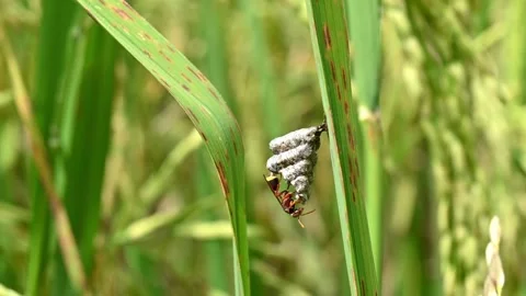 Wasps nest in rice fields. A wasp perched in the nest S Stock Footage 144886843