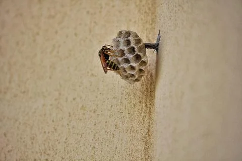 Wasp's nest on a wall Stock Photos