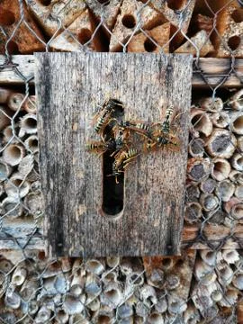 WASPS  old+hatched Stock Photos