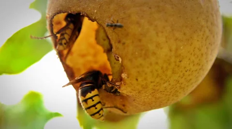 Wasps in a pear Stock Footage 33493792