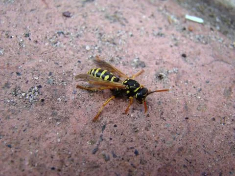 Wasps Stock Photos