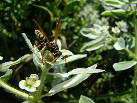 Wasps Stock Photos