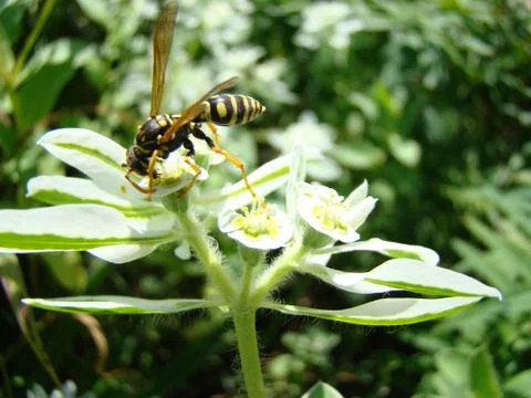 Wasps Stock Photos