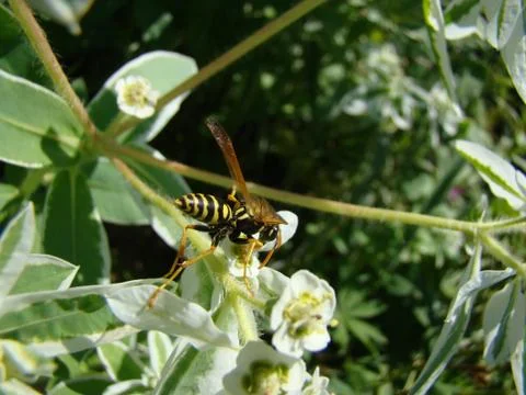 Wasps Stock Photos