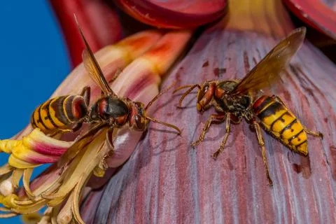 Wasps Stock Photos