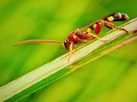 Wasps Stock Photos