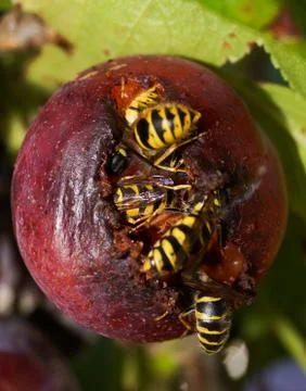 Wasps in a plum Stock Photos