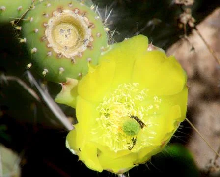 Wasps pollinating Stock Photos