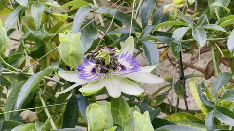 Wasps pollinating violet passion flower. Petal nectar Stock Footage 264491263