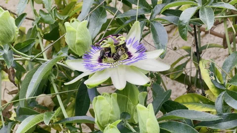 Wasps pollinating violet passion flower. Petal nectar Stock Footage 264491453