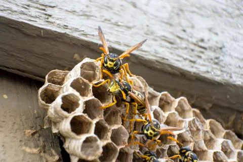 Wasps readying to attack Stock Photos