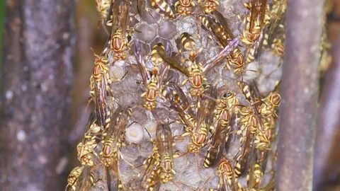 Wasps resting on their hive Stock Footage 91104557
