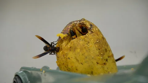 Wasps in a ripe mango. Stock Footage 44030017