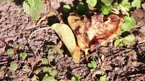 Wasps on rotten fruit, slow motion Video stock 80492122
