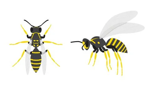 Wasps. A set of two insects. Top and side view. Stock Illustration