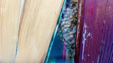Wasps settled in a book box. The wasps have made a nest here. Stock Footage 252031928
