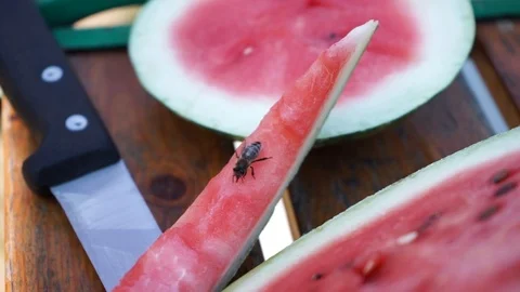 Wasps settled on watermelon. Summertime Stock Footage 114631067