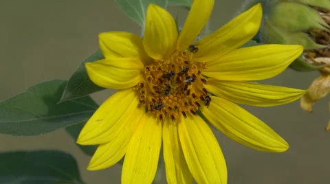 Wasps on Sunflower Video stock 59535256