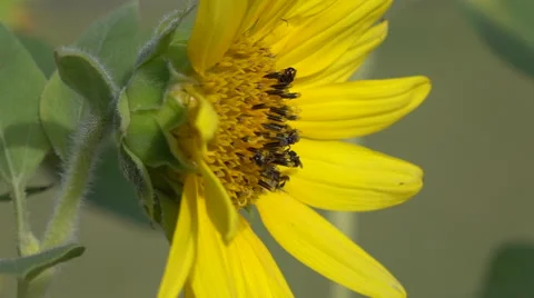 Wasps on Sunflower Video stock 59535270