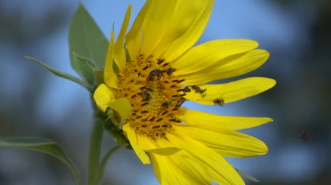 Wasps on Sunflower Stock-Footage 59535315