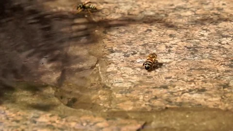 Wasps swim on the surface of the water in very strong heat, drink water. Stock Footage 101840340