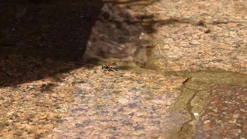 Wasps swim on the surface of the water in very strong heat, drink water. Stock Footage 101840342
