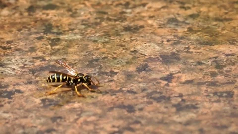 Wasps swim on the surface of the water in very strong heat, drink water. Stock Footage 101840355