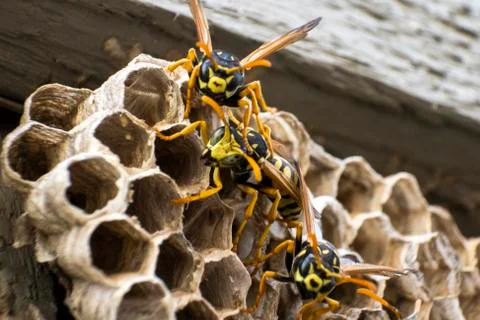 Wasps on their hive looking at camera Stock Photos