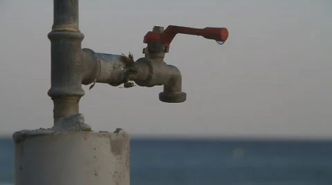 Wasps in thirst Stock Footage 852641