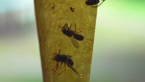 Wasps in Trap: Struggle for Survival Video stock 264980433