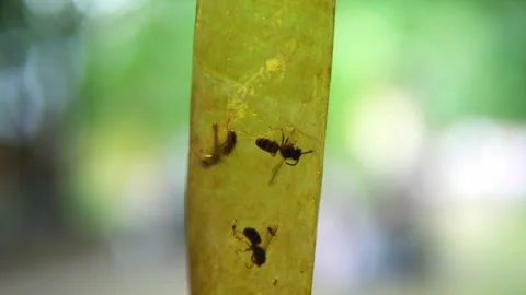 Wasps in Trap: Struggle for Survival Stock Footage 264980480