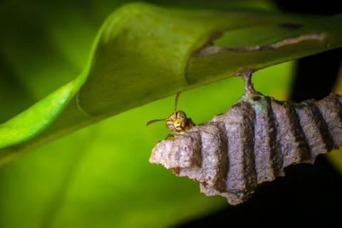 Wasps under the leaf in Macro shot. Stock Photos
