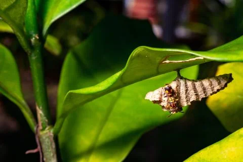 Wasps under the leaf in Macro shot. Stock Photos