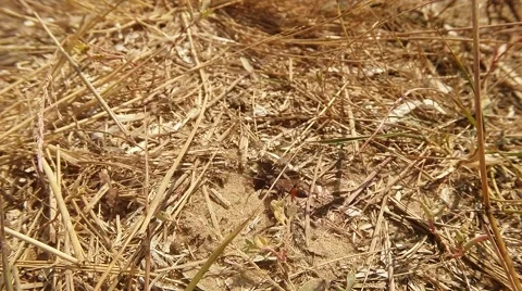 Wasps Using Ground Entry Into Their Accommodation That is Covered With Grass Stock Footage 60445928