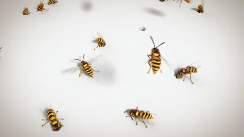 Wasps on the white background, looping animation Stock Footage 88829227