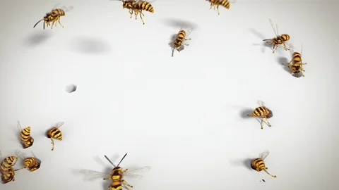 Wasps on the white background, looping animation Stock Footage 88829919