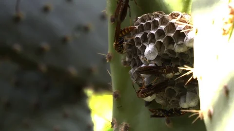 Wasps Working Nest Stock-Footage 75020756