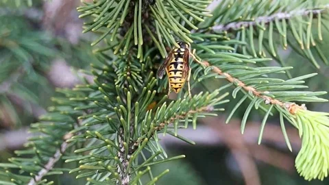 The wasps on the young branches of the spruce collect food. Stock Footage 101840107