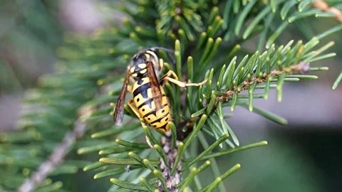 The wasps on the young branches of the spruce collect food. Stock Footage 102088653