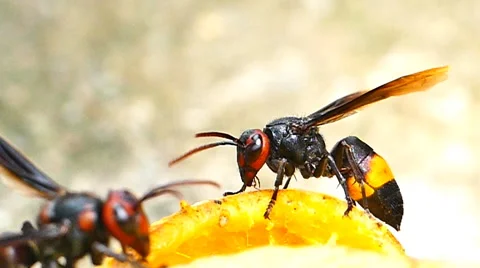 WaspSlowMotion 002 Stock Footage 54662191